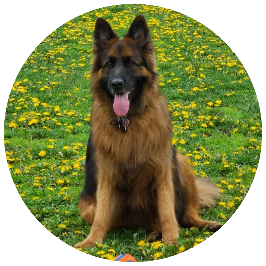 German Shepherd Address Labels