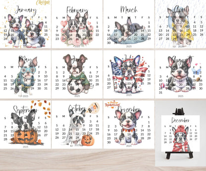 2025 Boston Terrier Mini Desk Calendar: Laminated Dog Mom Gift - The Pawprint Paperie